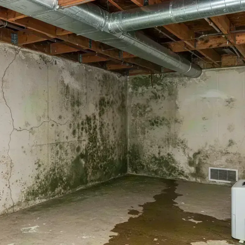 Professional Mold Removal in Warrensburg, MO